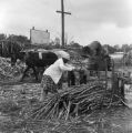 Woman feeding sugar cane into a mill to make syrup in Boyd, Alabama.