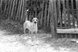 Dog standing in front of the wooden fence around a yard in Newtown, a neighborhood in Montgomery, Alabama.