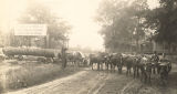 Ox-drawn cart hauling pine logs for the Eufaula Lumber Company.