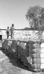 Two African American men walking on top of large bales of cotton: Image 1