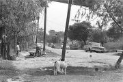 Two boys and dogs in the yard beside a dirt road in Newtown, a neighborhood in Montgomery, Alabama.