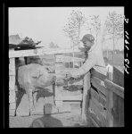 Newport News, Virginia. Negro shipyard worker at his rural home