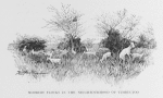 Moorish flocks in the neighbourhood of Timbuctoo