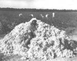 Man resting on cotton