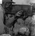 Man pouring out a sample of cane syrup from an evaporator pan in Boyd, Alabama.