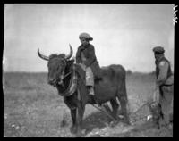 Plowing on Lady's Island, closeup