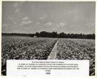 Watson Seed Farms Tobacco Field