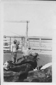 African-American cowboys branding calves, calf still steaming from branding