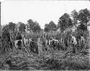 Harvesting Sugar Cane