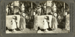 Milk Delivery in Jamaica