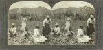 Sugar Cane. Preparing Cane Stocks for Replanting, St. Kitts, B. W. I