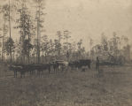 African American man driving a team of oxen pulling a wagon of logs in Mobile, Alabama.