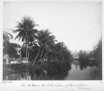 View [of] the mineral hot baths, and avenue of coconut trees. Martinique