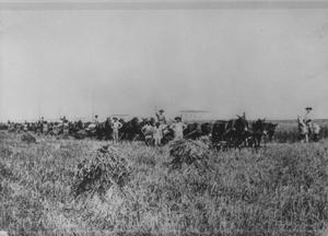 Portrait of Men With Mule Driven Wagon Loads of Rice