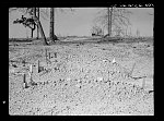 Negroes' graveyard. Macon County, Alabama