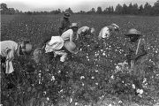 People picking cotton in the field of Mrs. Minnie B. Guice near Mount Meigs in Montgomery County, Alabama.