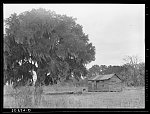 Negro home near Summerville, South Carolina