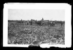 Cutting sugar cane in Louisiana