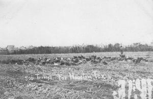 500 Turkeys in Sugar Land