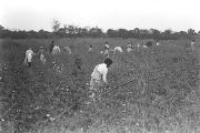 People picking cotton in the field of Mrs. Minnie B. Guice near Mount Meigs in Montgomery County, Alabama.