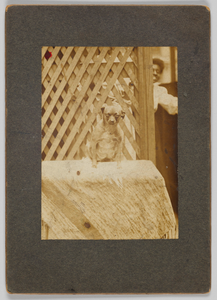 Thumbnail for Photographic print of a dog