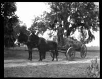 Hauling moss at Calhoun's