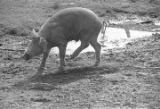 Pig in the dirt yard of a home in Lowndes County, Alabama.