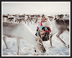 "Among Buocut," 2009, from "Sámi, Walking with Reindeer." Nils Peder, carrying a lasso color-coded for season and temperature, kneels calmly so as not to spook the reindeer herd on which his livelihood depends. The series depicts Sámi herders who follow the migrations of reindeer across northern Scandinavia throughout the year