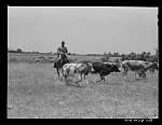 Negro cowhand with cattle in the Black Prairie region. Hale County, Alabama