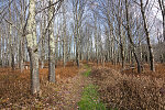 Trail at the site of the Cheat Summit Fort, atop Cheat Mountain in the Monongahela National Forest of Randolph County, West Virginia