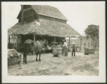 Mules pulling sleds filled with tobacco leaves to barns