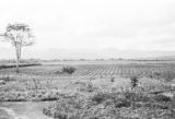 Colombia, potato field at Hacienda San José de Bella Vista in Antioquia department