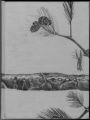 Thumbnail for Images from Pine Needles, 1975