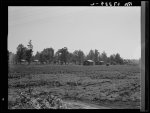 Delta cooperative farms. Hillhouse, Mississippi. Negro cabins are on one side, white cabins on the other