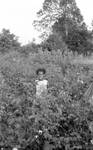 African American child in cotton field