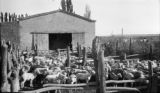 Argentina, sheep corral and shearing house at farm in Río Negro province