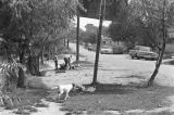 Two boys and several dogs in the yard beside a dirt road in Newtown, a neighborhood in Montgomery, Alabama.