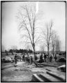 Trees replanted in Forest Park during construction of the1904 World's Fair