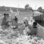 African American children and white children playing in bin of cotton: Image 4