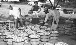 Woman and man and African American man with peaches