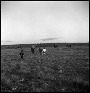 Children Approaching Bison