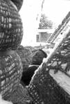 African American boy between bales of cotton: Image 2