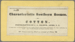 Cotton