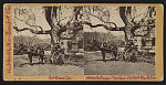 Horse &amp; buggy, with teachers, "Old Fort" Plantation, Port Royal Island, S.C.