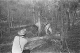 Jim Peppler taking a photograph of two men cutting down a tree in a wooded area near Mendenhall, Mississippi.