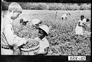 Photograph of African Americans picking purple knuckle hull peas on Eudora Plantation, Brooks County, Georgia, 1968