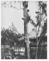 Negrito climbing a tree, bee hunting