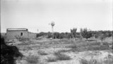 Argentina, orchard and vineyard at house in Río Negro province