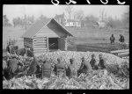 [Untitled photo, possibly related to: Corn shucking on Uncle Henry Garrett's place, Negro tenant of Mr. Fred Wilkins. White women don't go to Negro shucking to help with the cooking but whites are fed by Negro women just the same as at other shucking week previous at Mr. Fred Wilkins' home. Tally Ho, near Stem, Granville County, North Carolina]