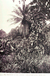 Thumbnail for Vegetation in Sino country: Cyrtosperma arums, palms, etc